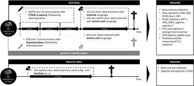 Potential involvement of the bone marrow in experimental Graves’ disease and thyroid eye disease